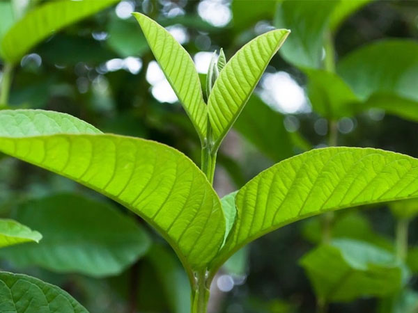 Lá ổi