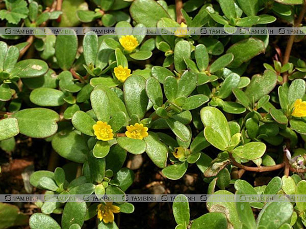 Rau sam là một trong những vị thuốc tiêu hóa được sử dụng nhiều
