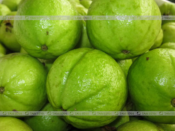 Ổi xanh có vị chát rất tốt cho bệnh tiêu chảy