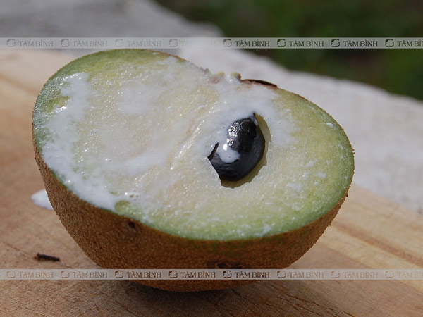 Hồng xiêm giúp chữa tiêu chảy hiệu quả