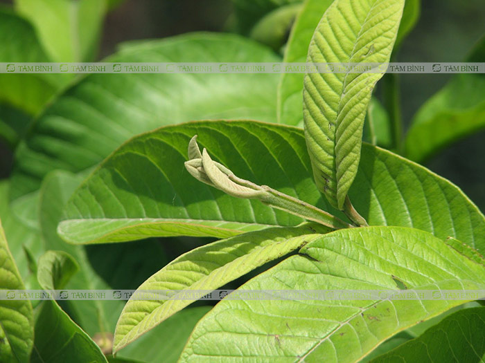Búp ổi non cầm tiêu chảy