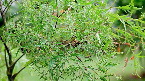 Chữa đau vai gáy bằng cây đinh lăng