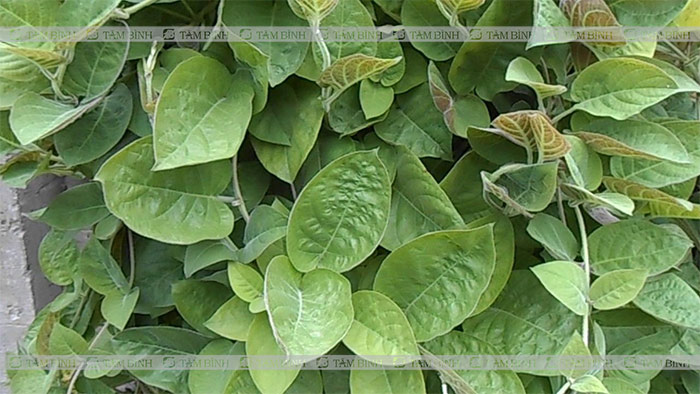 Lá mơ lông chữa đau đại tràng