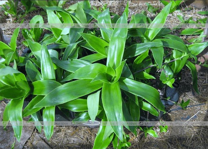 Bài thuốc từ cây lược vàng