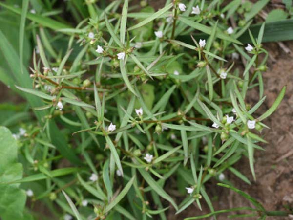Bạch hoa xà thiệt thảo