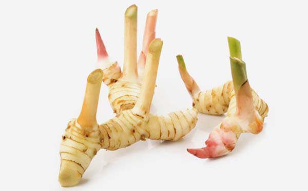 Củ riềng Củ riềng