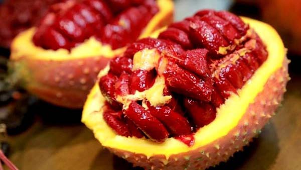 Xoa bóp bằng rượu ngâm hạt gấc
