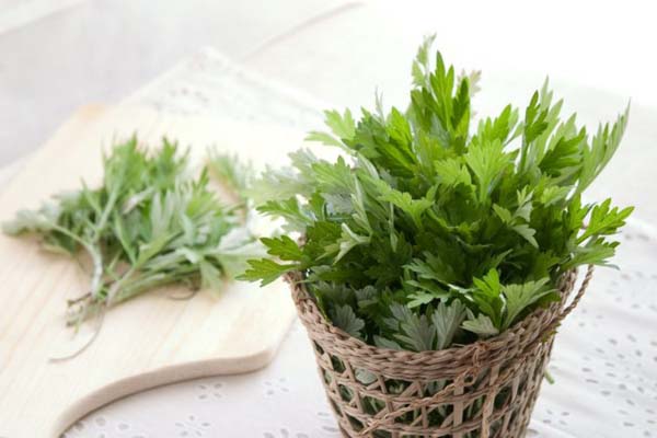 Bài thuốc ngải csu sao muối trắng chữa đau vai gáy