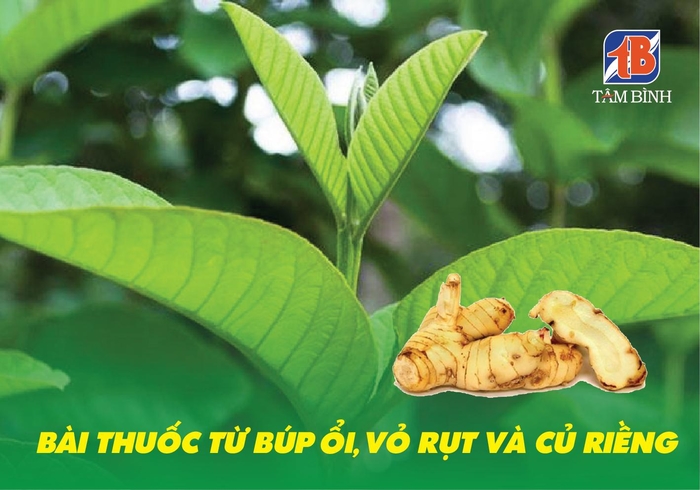 bài thuốc chữa rối loạn tiêu hóa