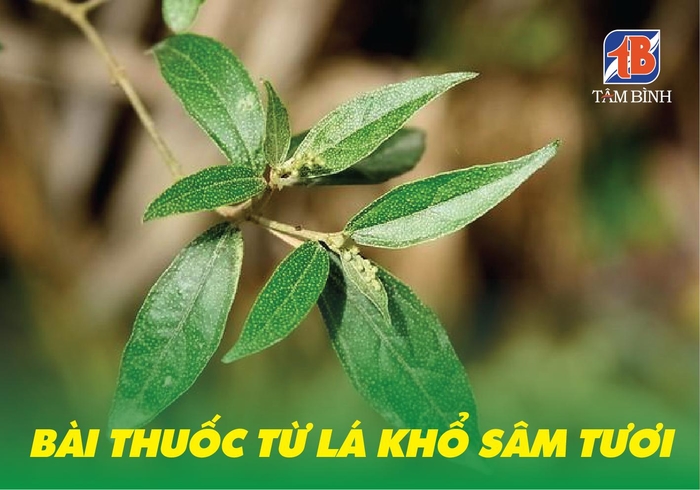 Bài thuốc chữa rối loạn tiêu hóa