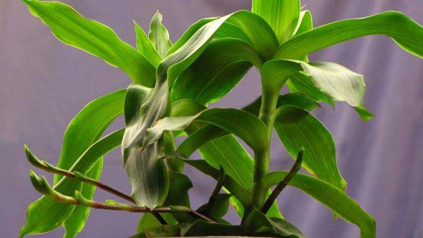 Cây lược vàng Cây lược vàng