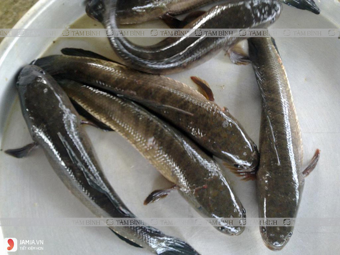 Cá quả
