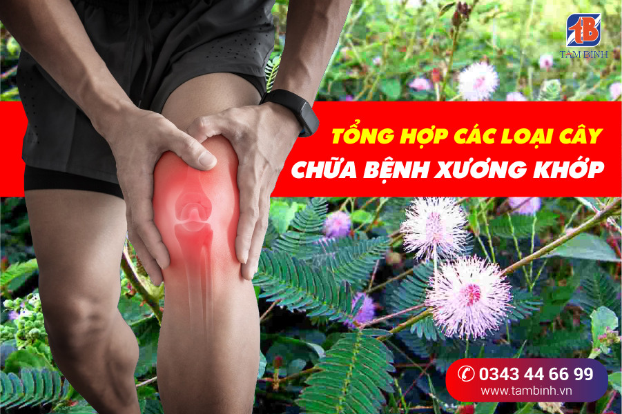 Tìm hiểu về các loại cây chữa đau nhức xương khớp hiệu quả và an toàn