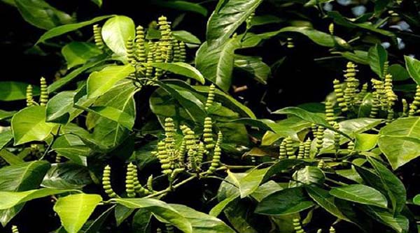 Cao gắm giúp giảm đau nhức xương khớp