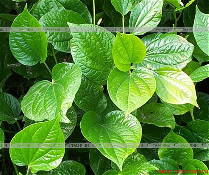 Lá lốt - các loại cây chữa bệnh xương khớp