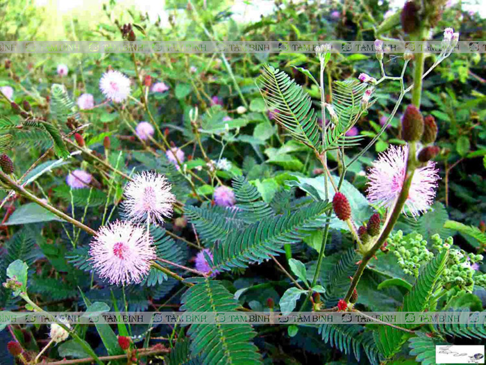Cây Xấu hổ