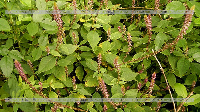 Cây cỏ xước