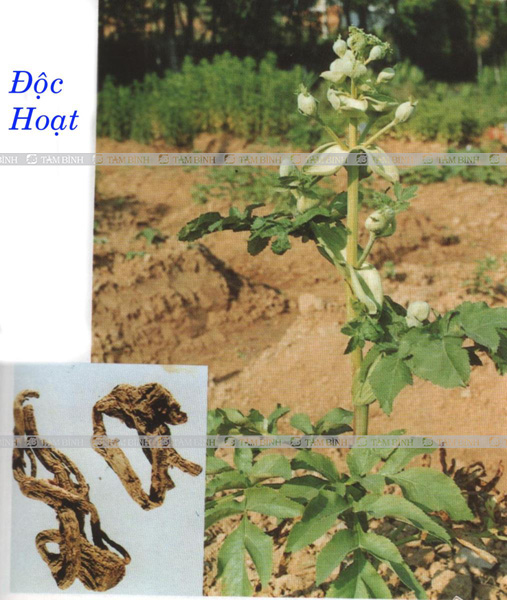 Độc hoạt