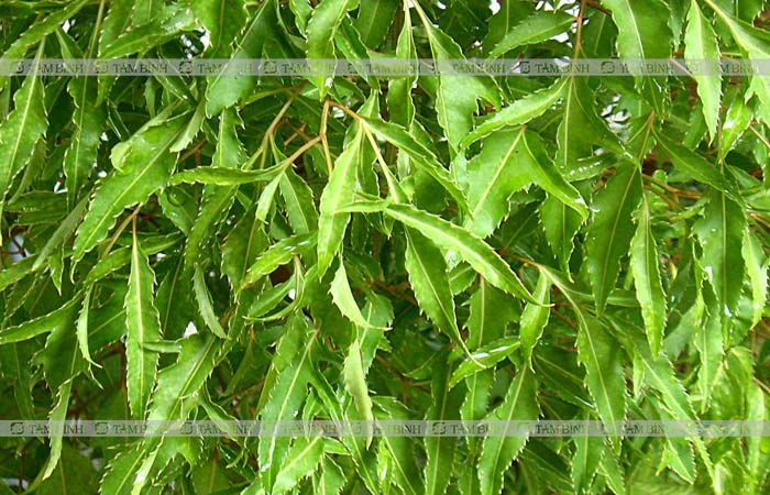Bạn có thể kết hợp lá đinh lăng với muối để chườm nóng giảm đau hiệu quả
