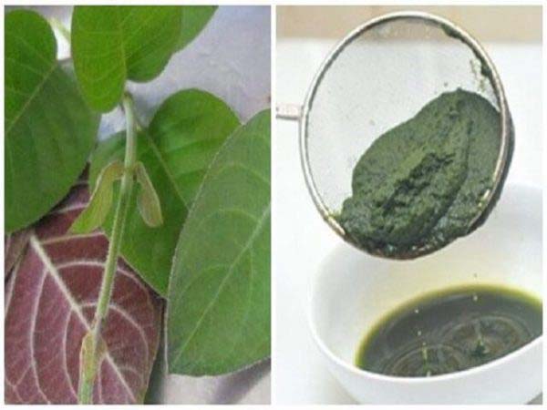 Lá mơ được sử dụng phổ biến trong điều trị bệnh xương khớp
