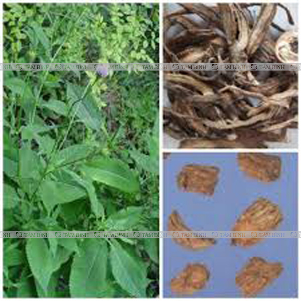 Tục đoạn