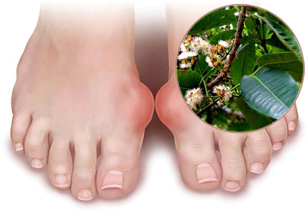 lá vối mang lại nhiều lợi ích cho sức khỏe
