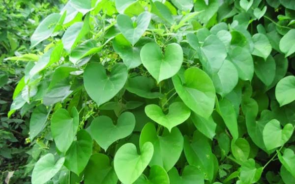Cây dây đau xương còn gọi là khoan cân đằng