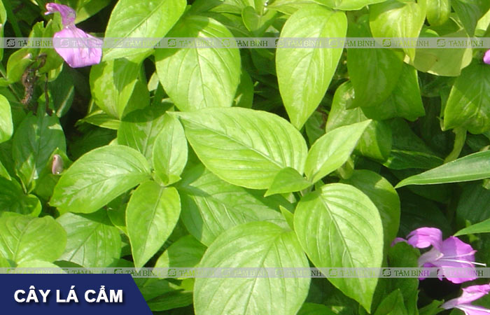 Đây là loại dược liệu có khả năng kháng viêm, tiêu độc