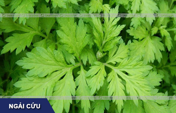 Bạn có thể sử dụng ngải cứu để giảm các triệu chứng của bệnh