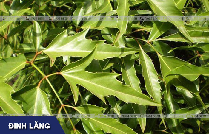 đinh lăng được sử dụng nhiều trong việc điều trị cho người bị gai cột sống