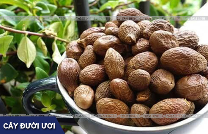 Trong dân gian, thường sử dụng hạt đười ươi làm thuốc trị gai cột sống