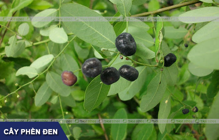Cây phèn đen còn được gọi là cây mực