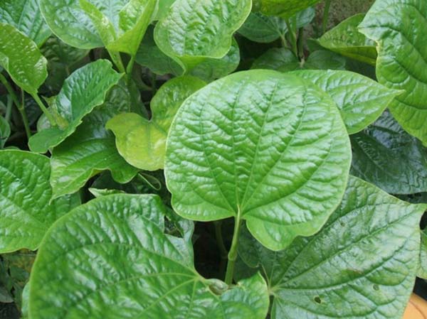 Chữa thoái hóa đốt sống cổ bằng thuốc nam hiện đang được rất nhiều người bệnh chú ý