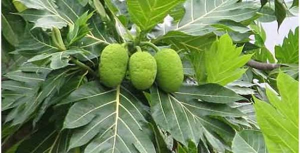 Lá sa kê có công dụng tiêu viêm và sát khuẩn rất tốt