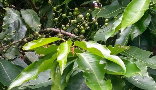 Lá vối và nụ vối có tác dụng kháng viêm và giảm sưng đau