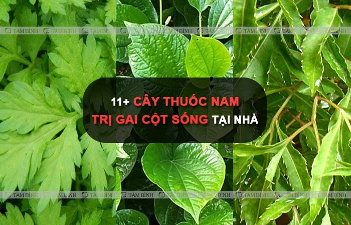 Có thể sử dụng các bài thuốc Nam để trị gai cột sống