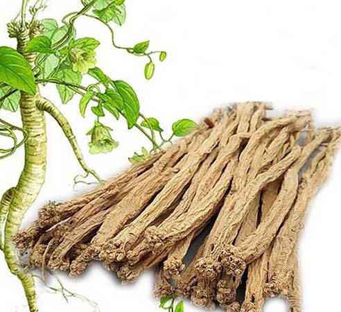 Đảng sâm - vị thuốc quý cho người bệnh đại tràng