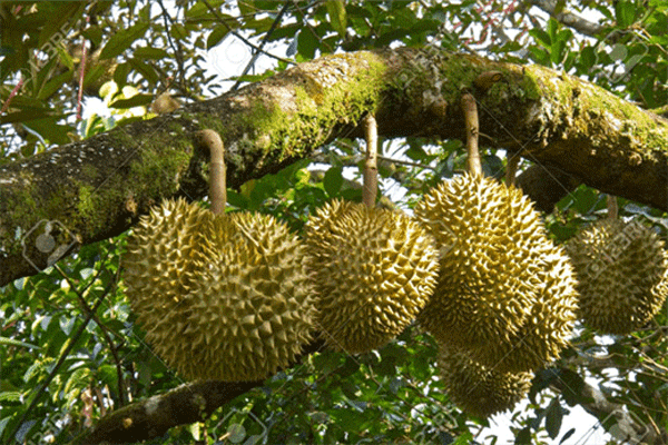 Bài thuốc từ vỏ quả sầu riêng