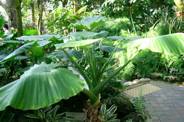Củ rấy có tình hàn, cay, vị nhạt