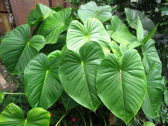 cây thiên niên kiện