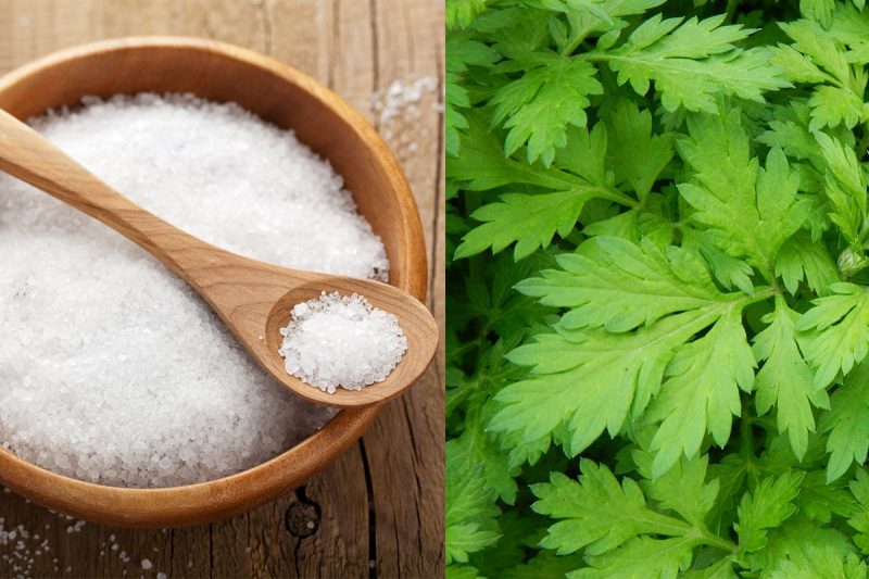 Bài thuốc chữa viêm khớp cổ tay từ muối và ngải cứu