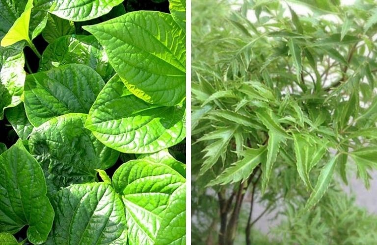 Cách trị gai cột sống từ lát lốt, đinh lăng và cây xấu hổ