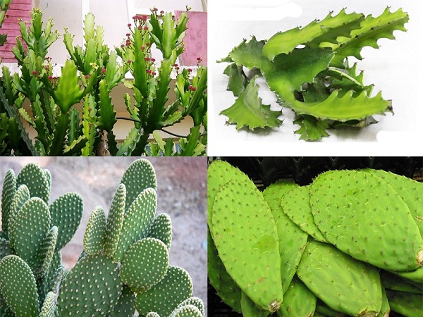 Cách trị gai cột sống xương rồng, cám gạo
