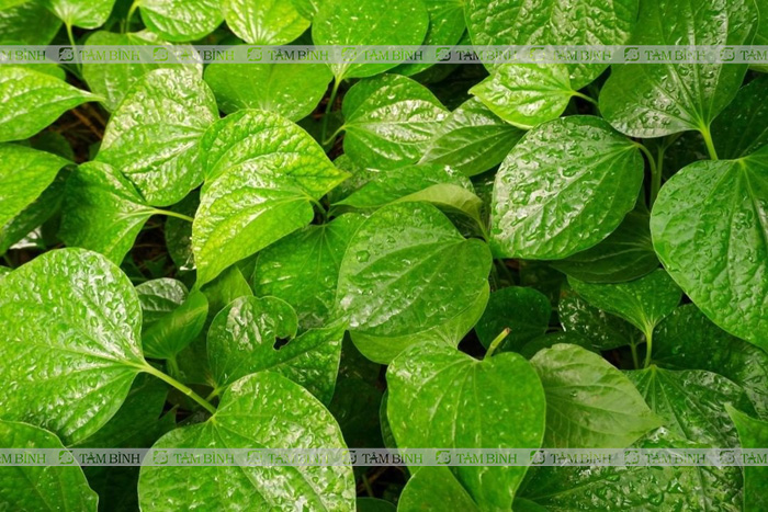 Cách chữa bệnh gút tại nhà hiệu quả từ lá lốt