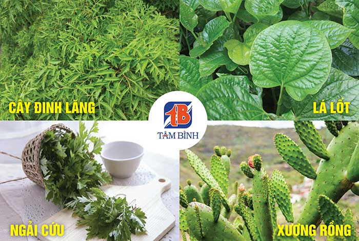 trị gai cột sống bằng bài thuốc dân gian