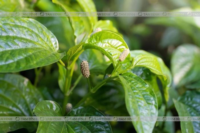 chữa gai cột sống bằng lá lốt