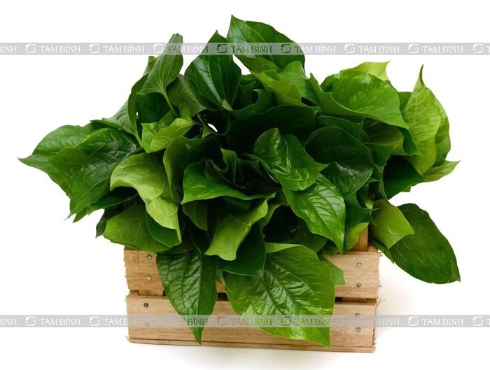 chữa gai cột sống bằng bài thuốc chườm lá lốt
