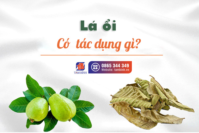 Có những cách nào để sử dụng lá ổi chữa bệnh đại tràng?
