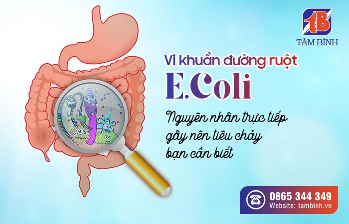 Cơ chế gây bệnh của vi khuẩn E. coli trên con người là gì?