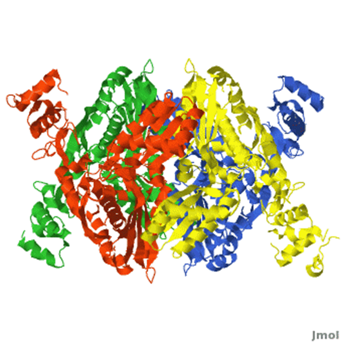 cấu trúc HMGCoA reductase